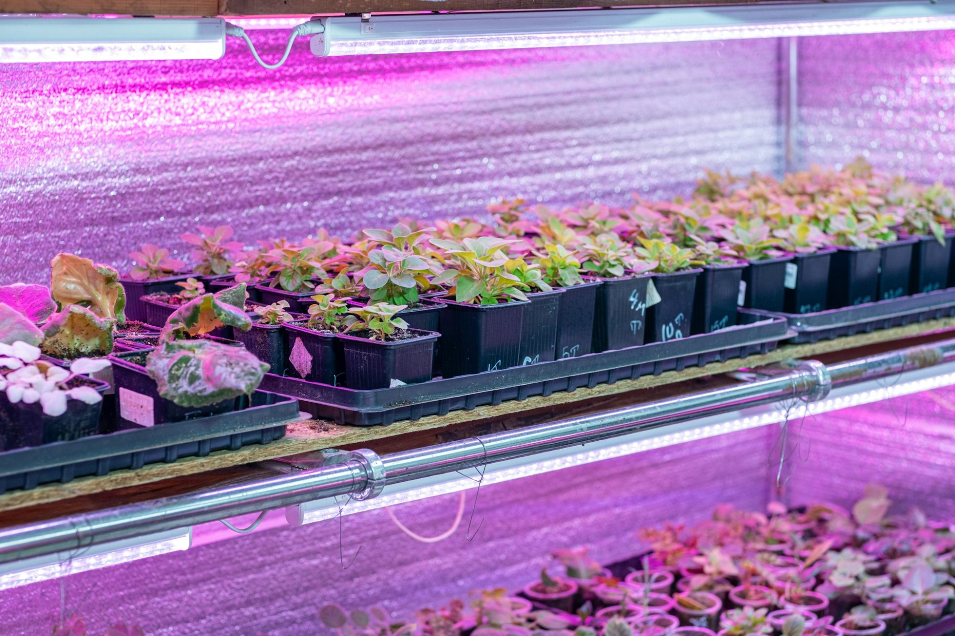 Growing flower seedlings indoors under full spectrum LED lighting