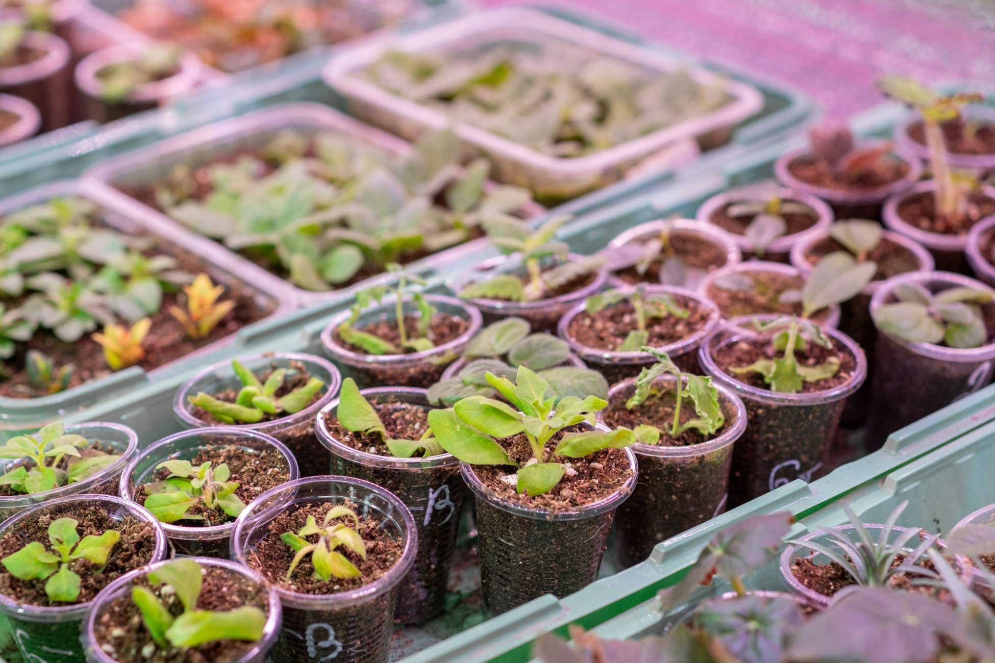 Growing flower seedlings indoors under full spectrum LED lighting