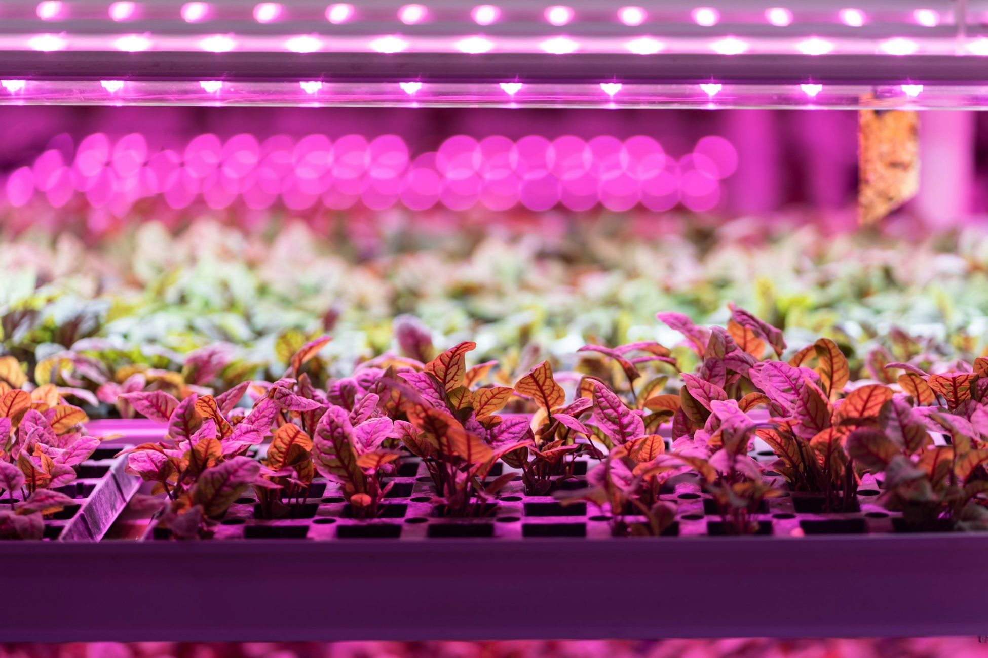 Seedlings of chard growing in hothouse under purple LED light. Hydroponics indoor salad factory