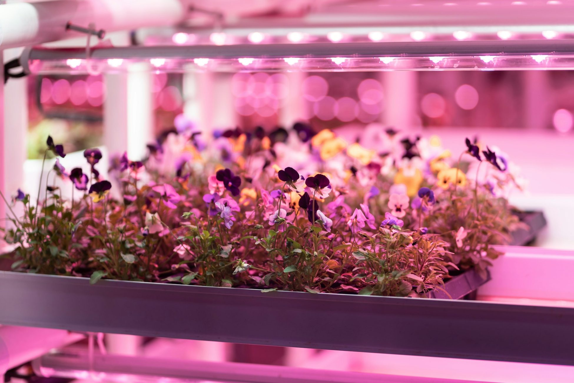 Seedlings of pansies growing in hothouse under purple LED light. Hydroponic indoor salad factory